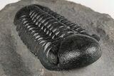 Prone Reedops Trilobite - Nice Preparation #204167-3